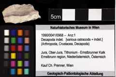 Foto (Objket + Etiketten) von Decapoda indet. 